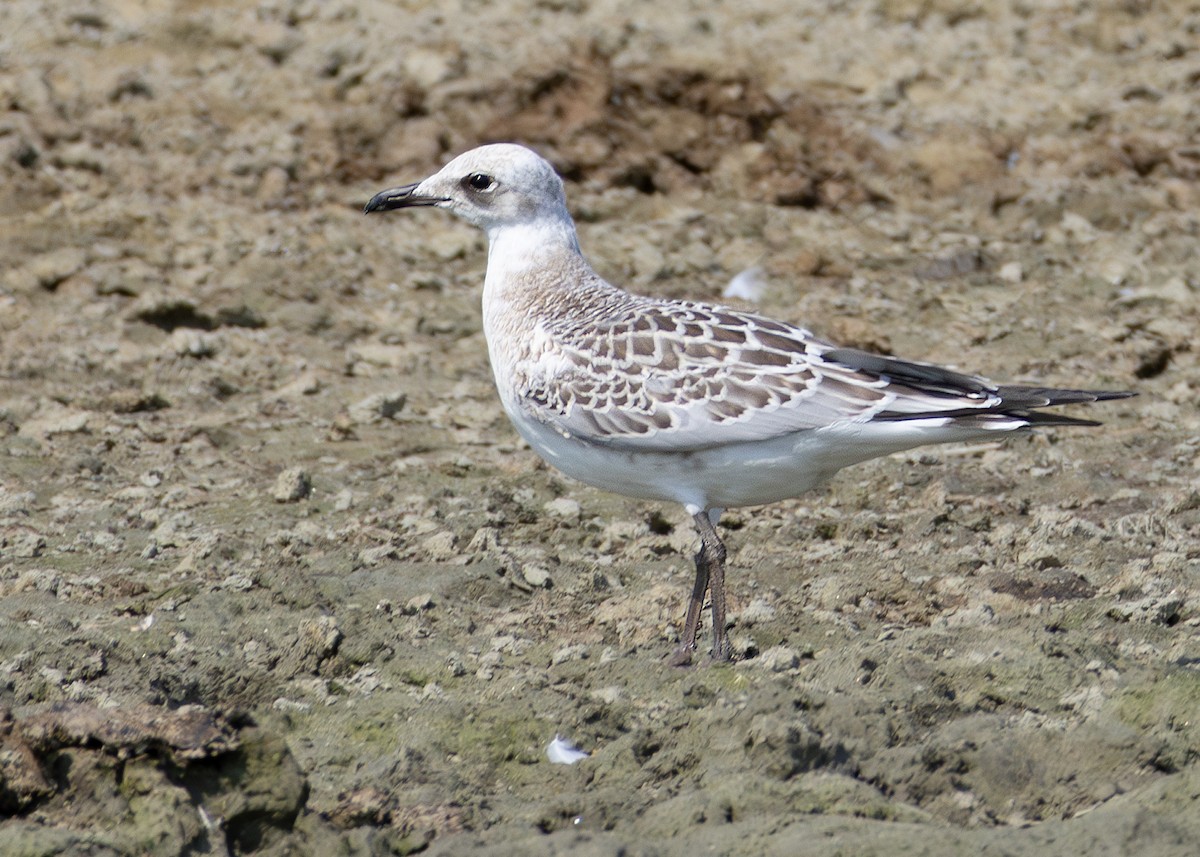 Mediterranean Gull - Toby Carter