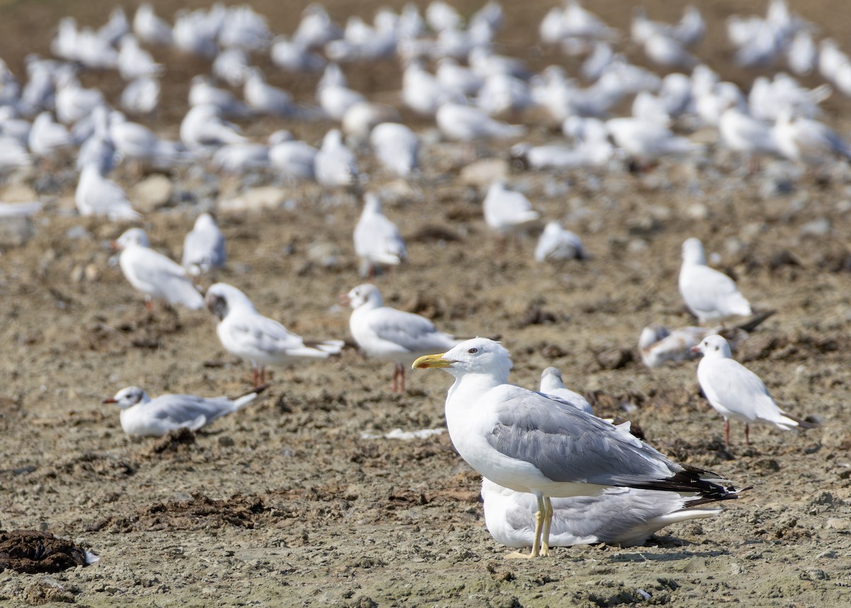 Gaviota del Caspio - ML622090492