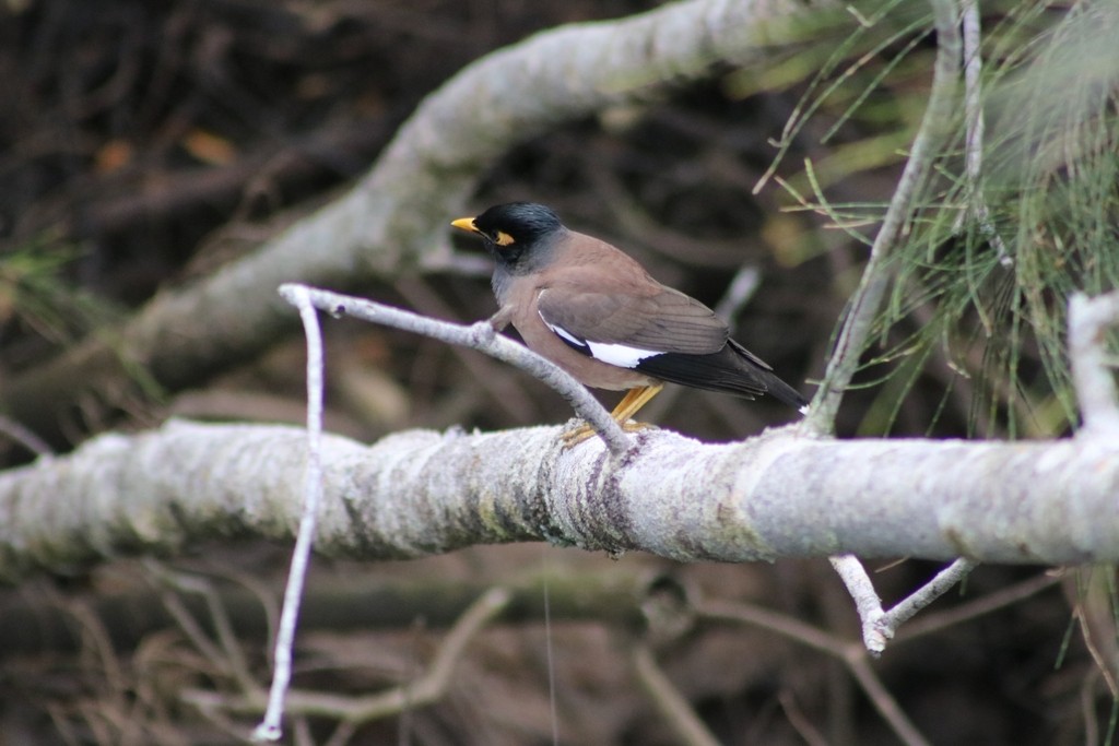 Common Myna - Oscar Dove