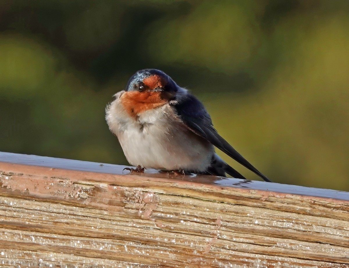 Golondrina Australiana - ML622090494