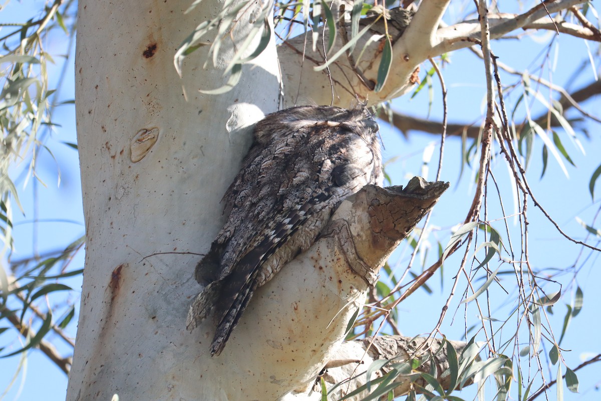 Tawny Frogmouth - ML622090514