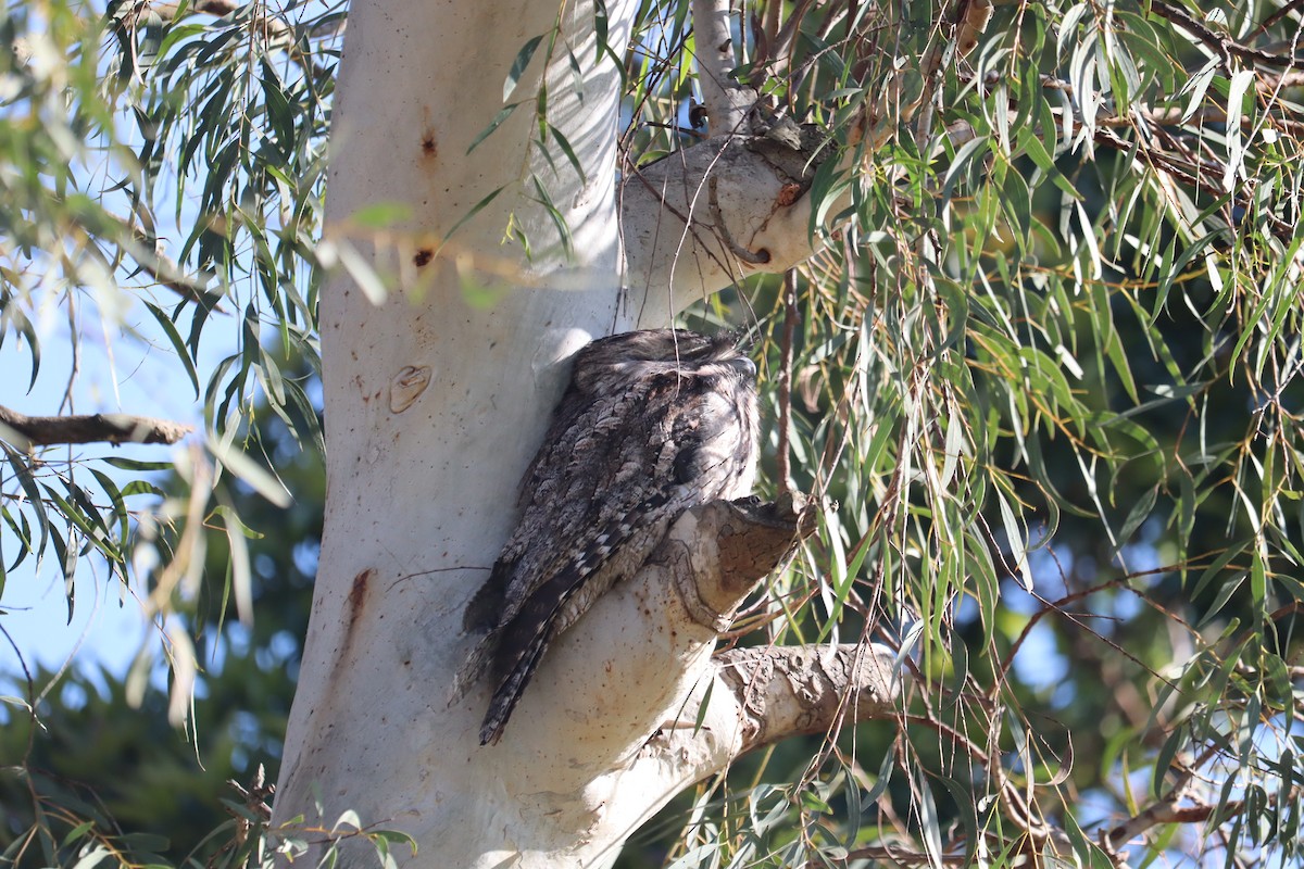 Tawny Frogmouth - ML622090515