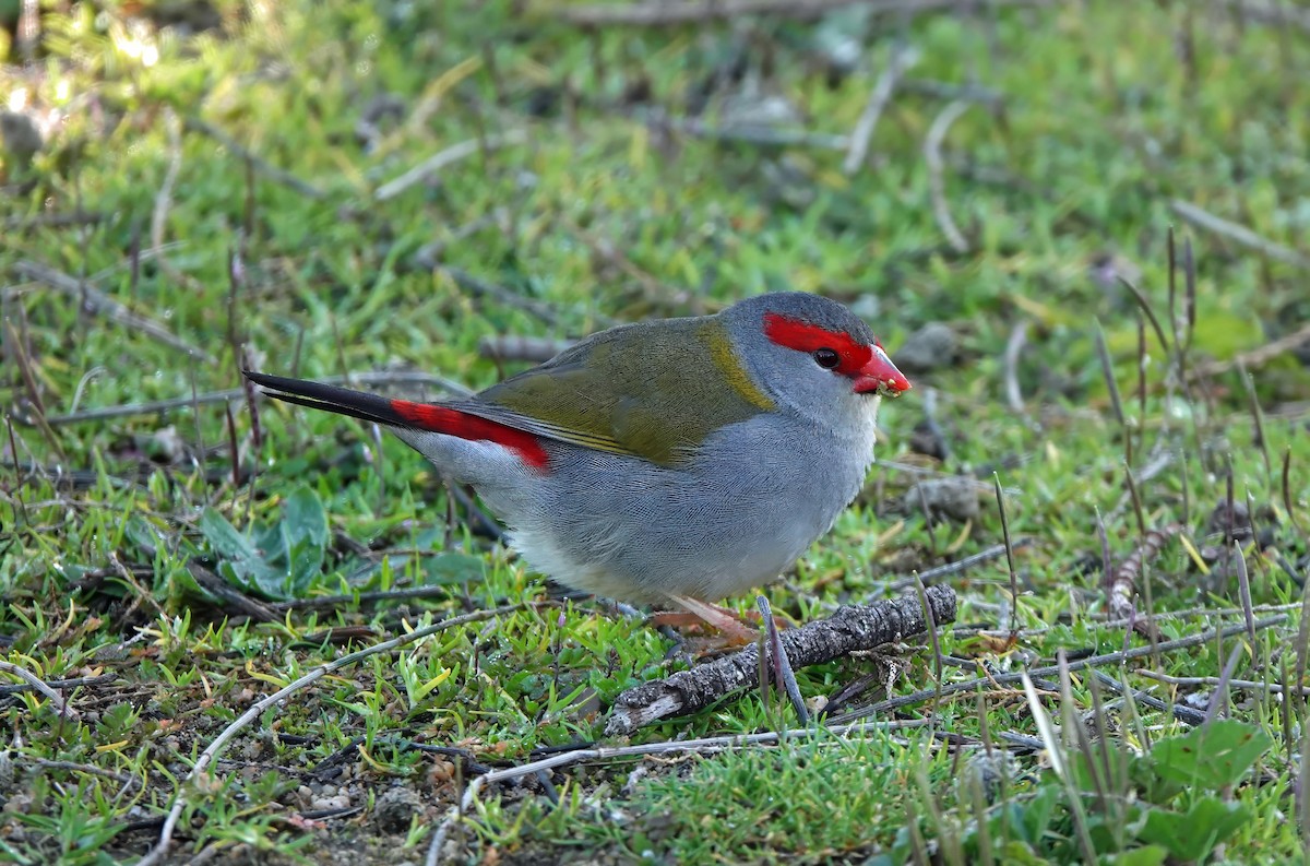 Red-browed Firetail - ML622090516