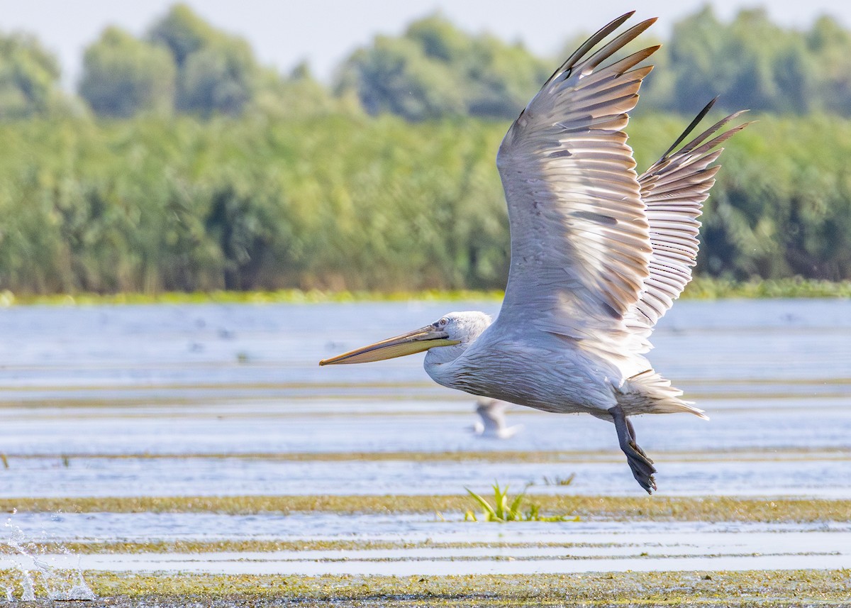 Dalmatian Pelican - ML622090517