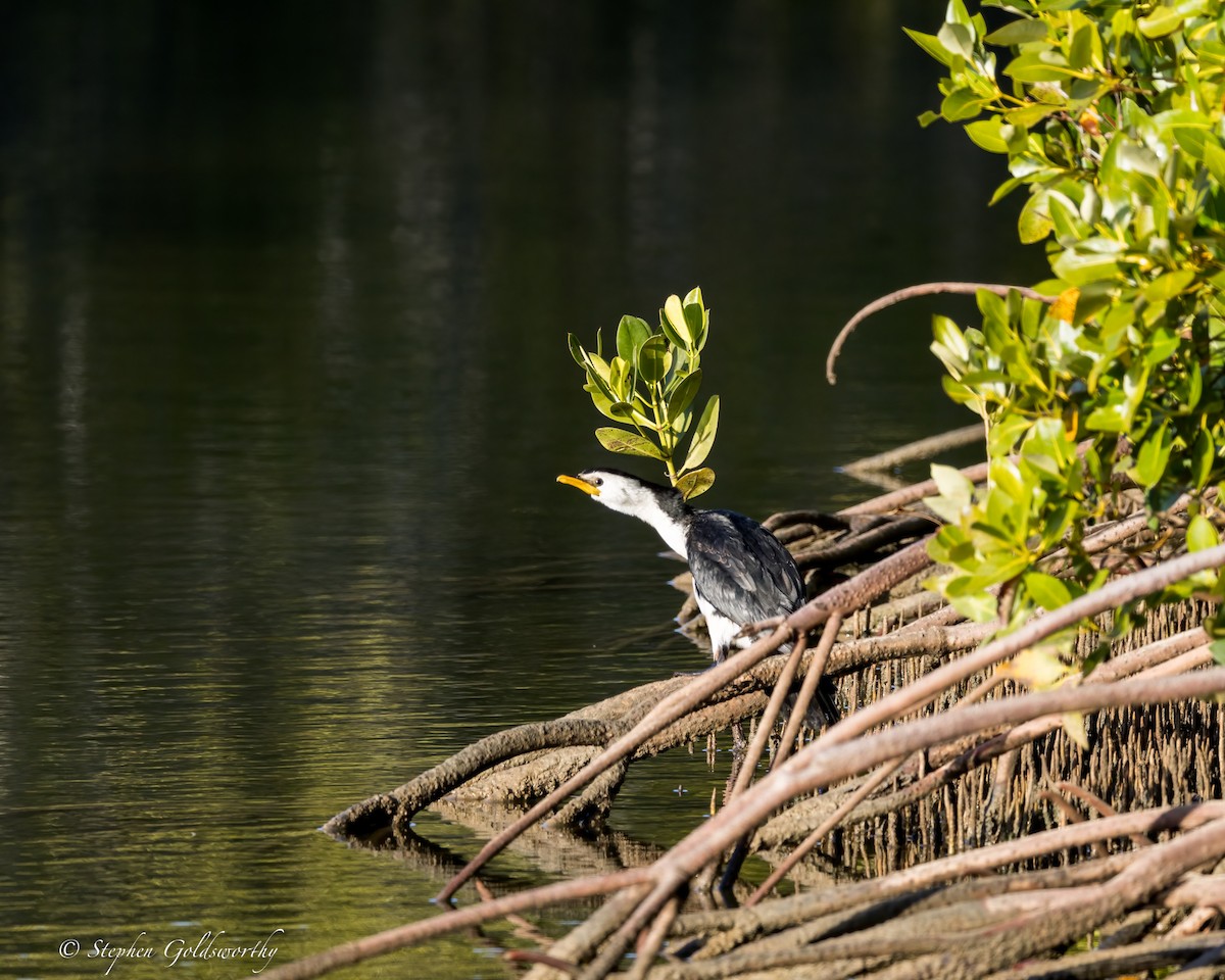 Little Pied Cormorant - ML622090518