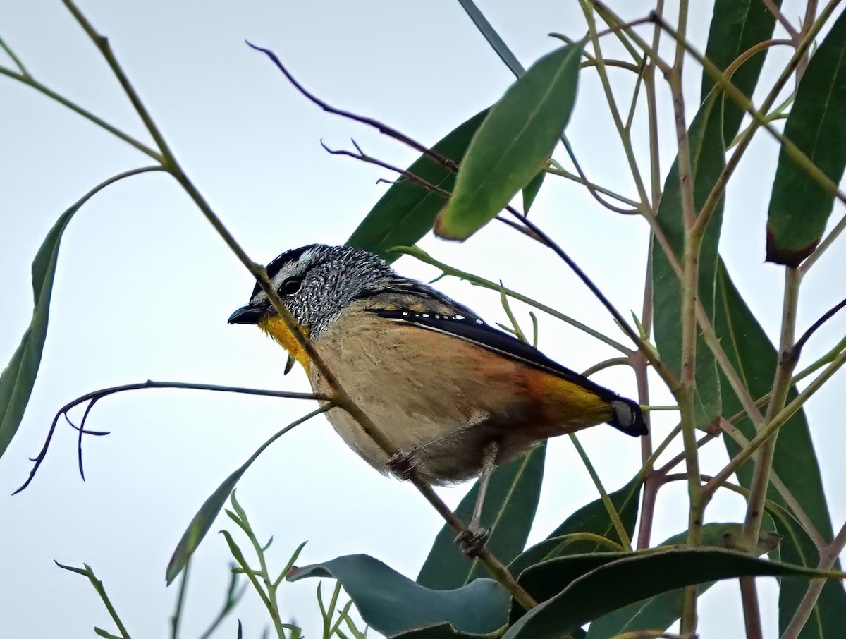 Spotted Pardalote - ML622090520