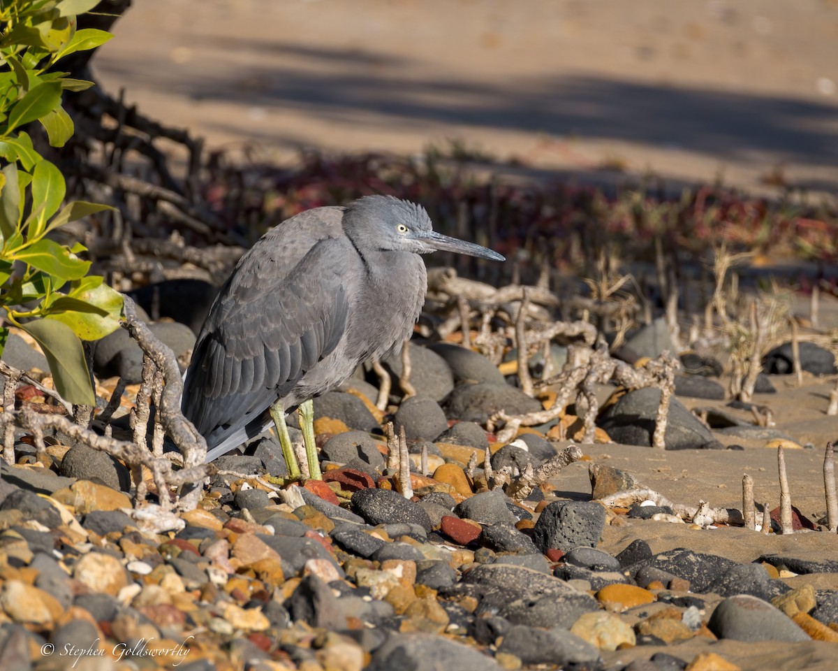 Pacific Reef-Heron - ML622090521