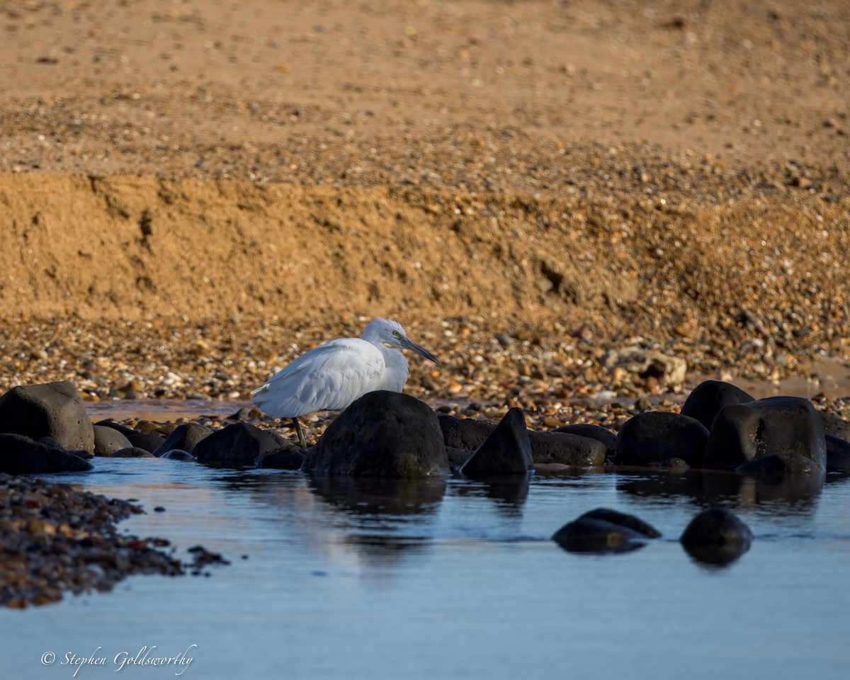 Pacific Reef-Heron - ML622090522