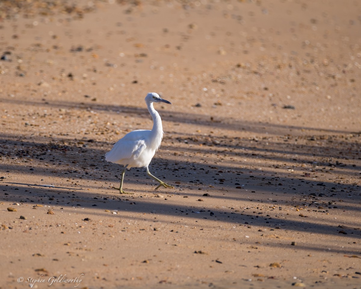 Pacific Reef-Heron - ML622090523