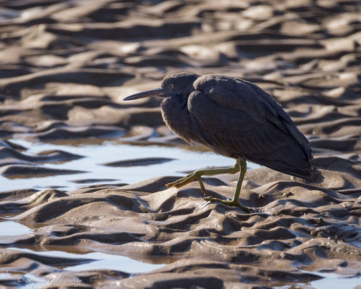 Pacific Reef-Heron - ML622090524