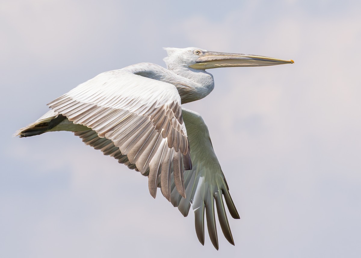 Dalmatian Pelican - ML622090525