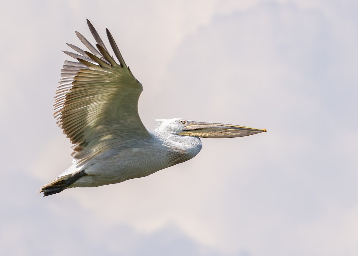 Dalmatian Pelican - ML622090526