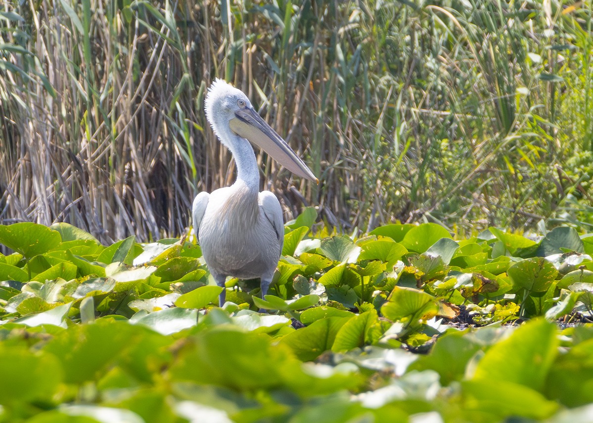 Dalmatian Pelican - ML622090527