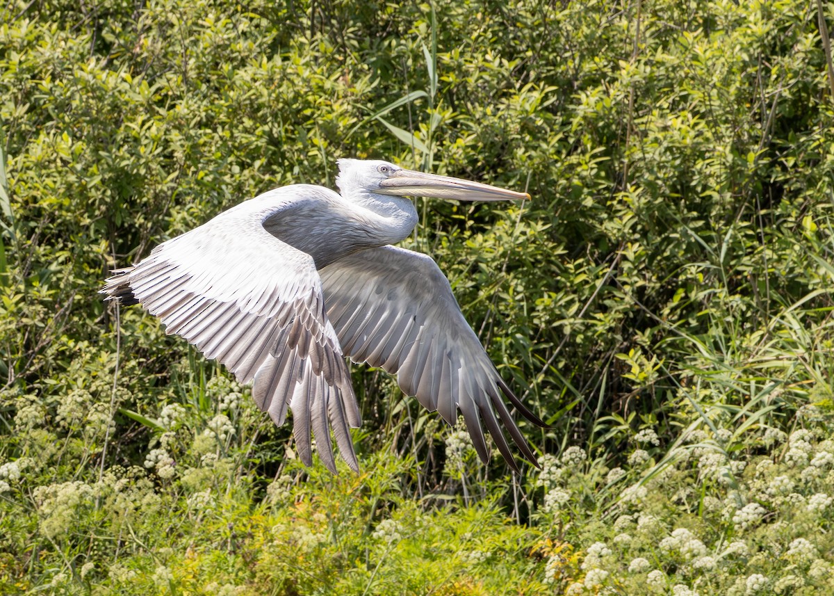 Dalmatian Pelican - ML622090528