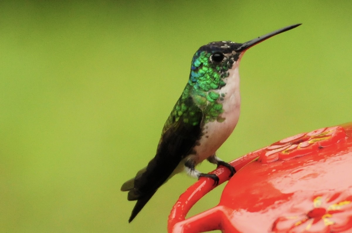 Andean Emerald - ML622090529