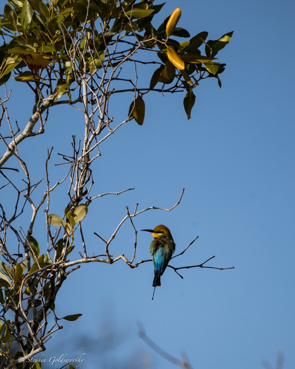 Rainbow Bee-eater - Stephen Goldsworthy