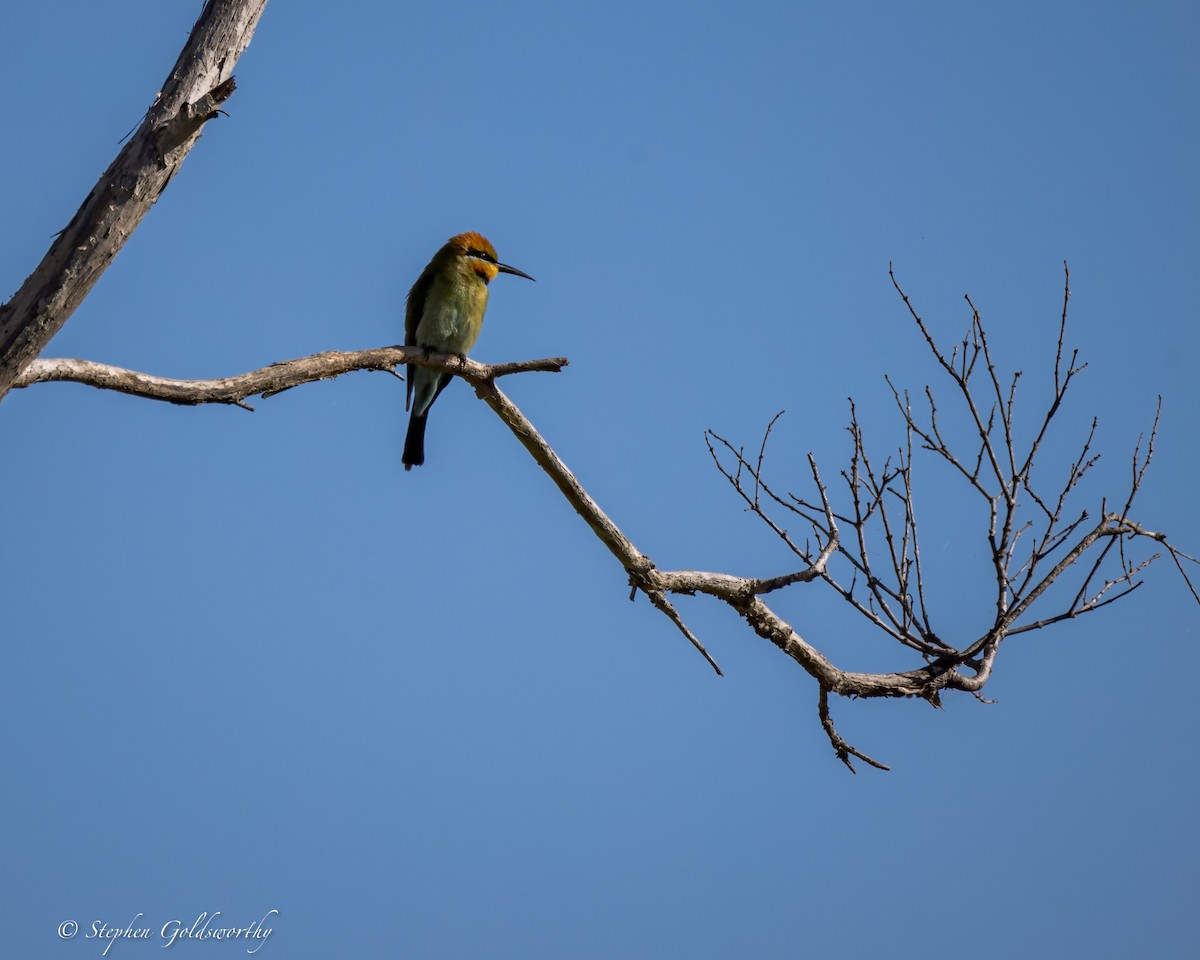 Rainbow Bee-eater - ML622090531