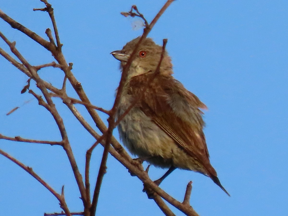 Thick-billed Flowerpecker - ML622090532