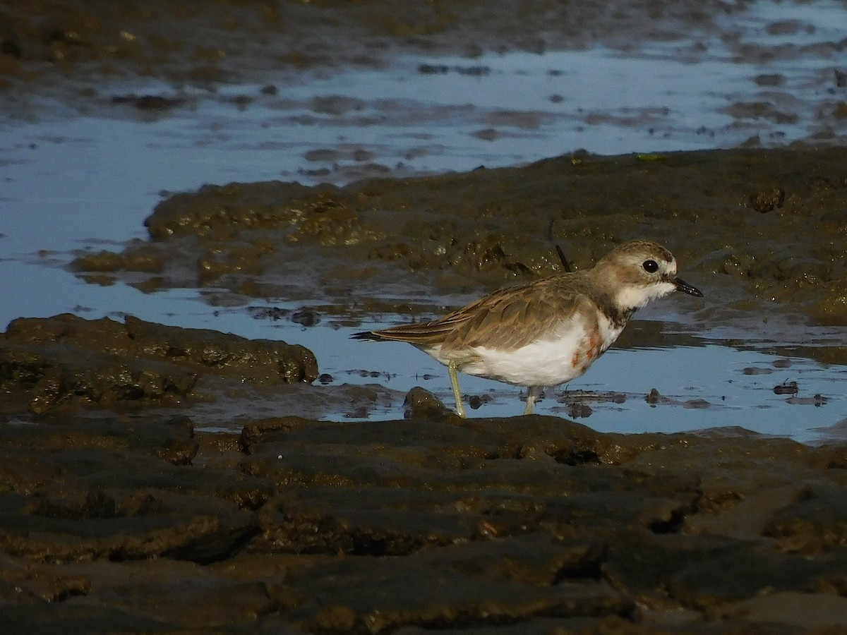 Double-banded Plover - ML622090535