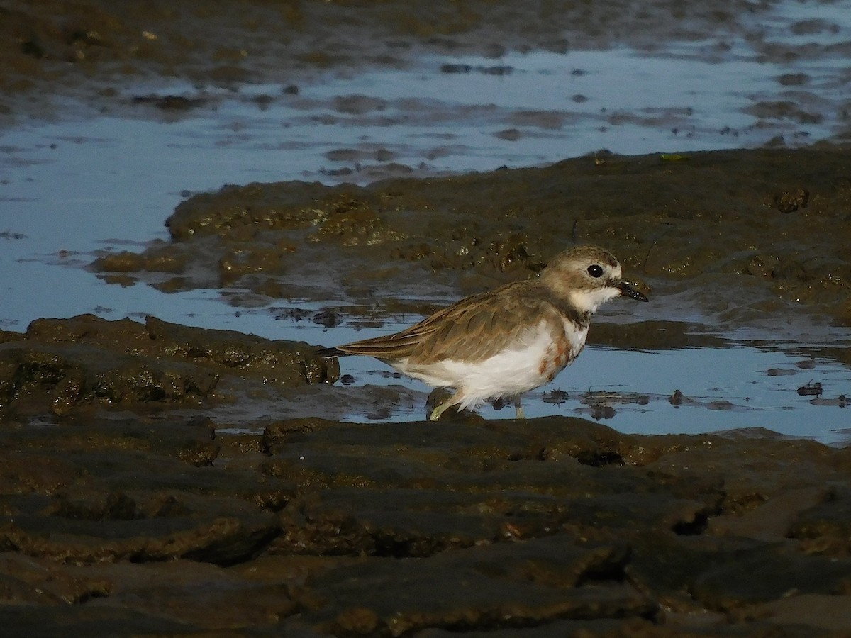 Double-banded Plover - ML622090536