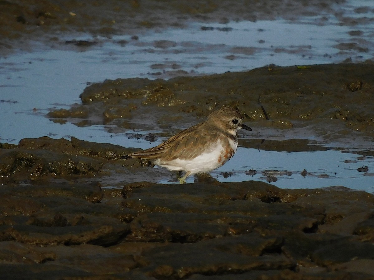 Double-banded Plover - ML622090537