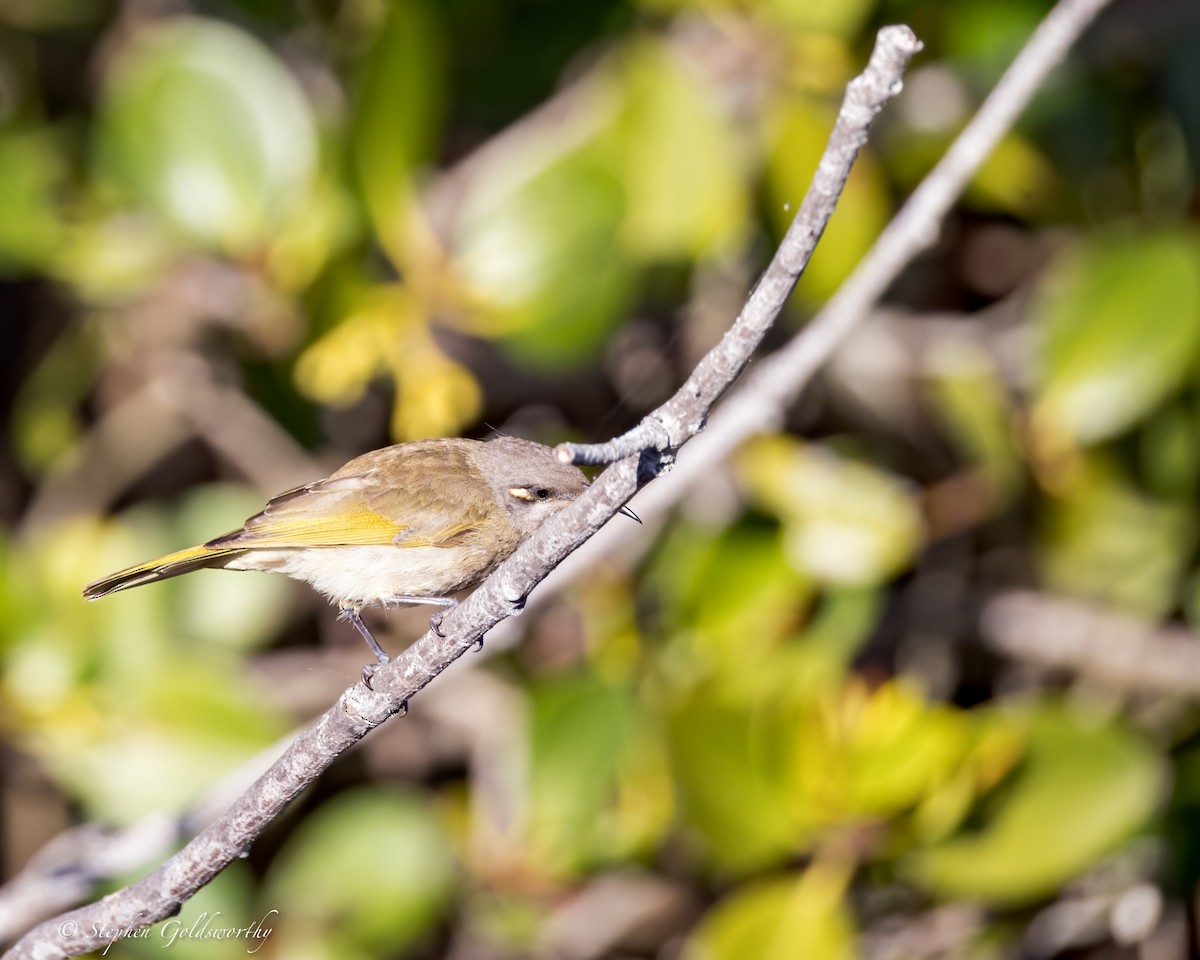 Brown Honeyeater - Stephen Goldsworthy