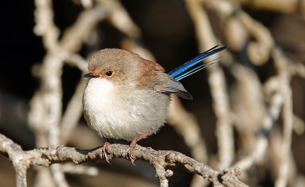 Superb Fairywren - ML622090539