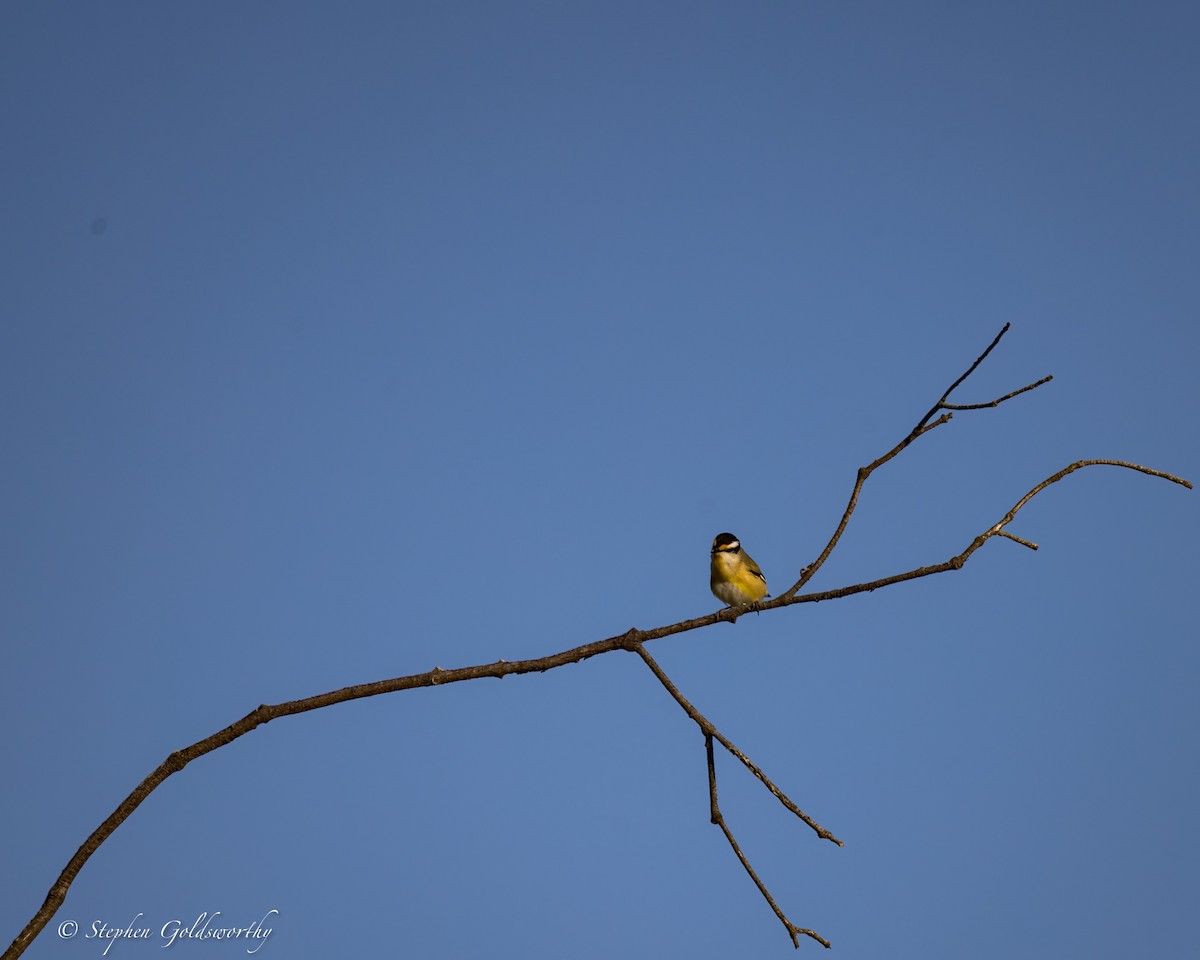 Striated Pardalote - ML622090540