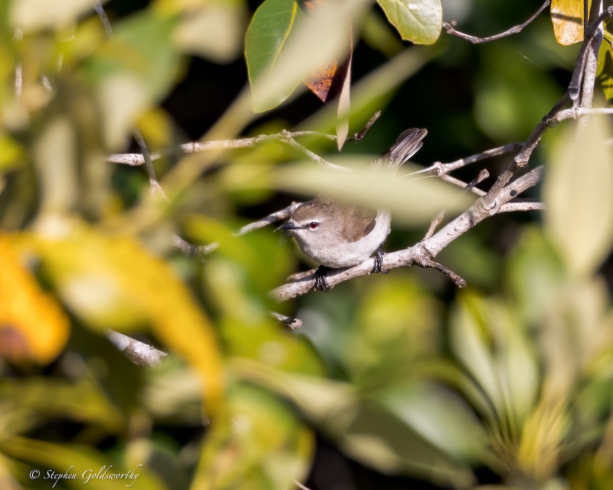 Mangrove Gerygone - ML622090541