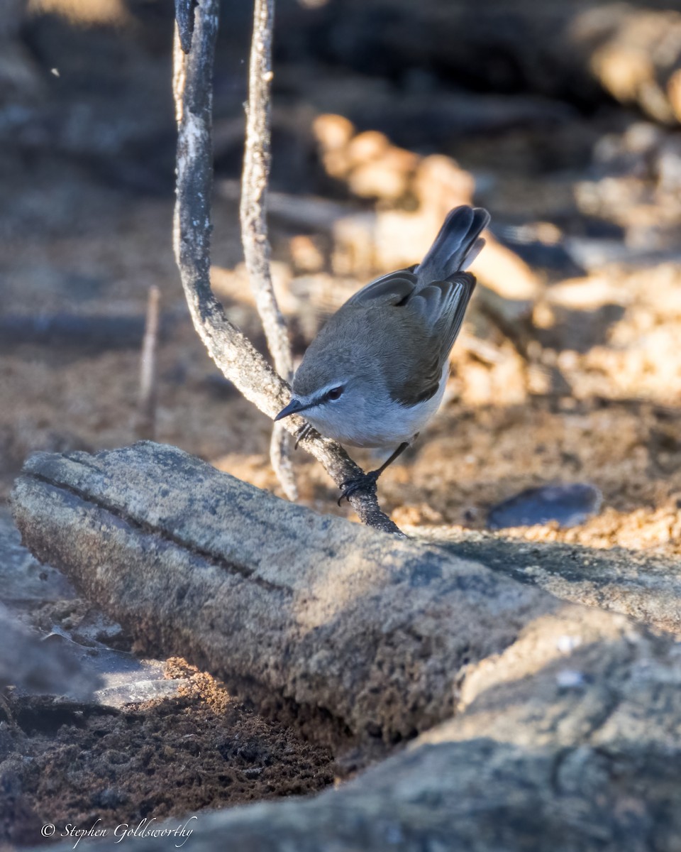 Mangrove Gerygone - ML622090542