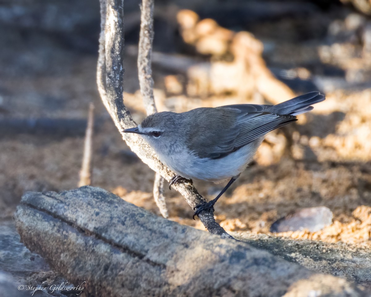 Mangrove Gerygone - ML622090544