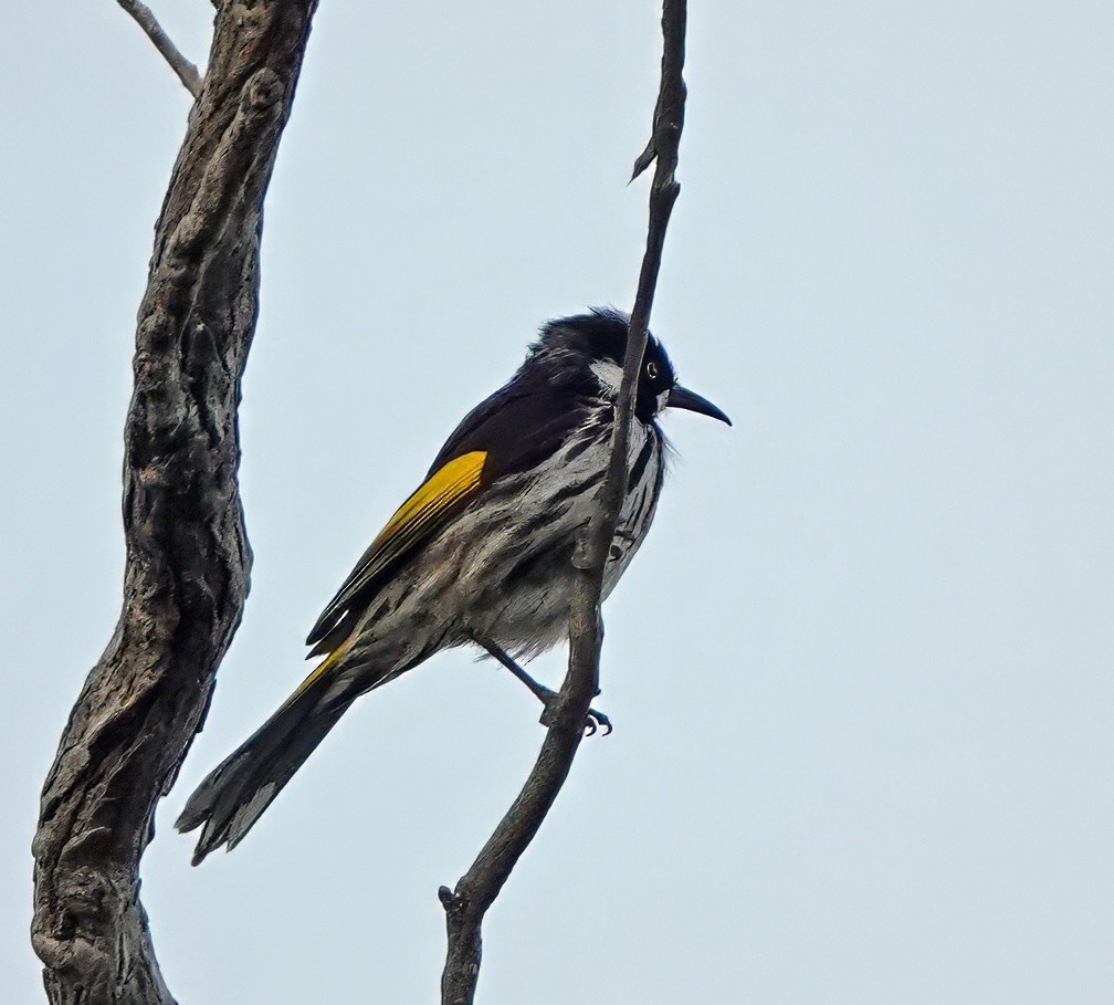 New Holland Honeyeater - ML622090545