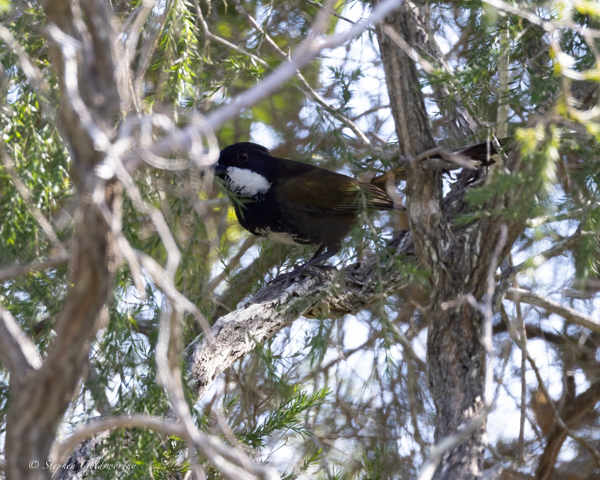 Eastern Whipbird - ML622090547