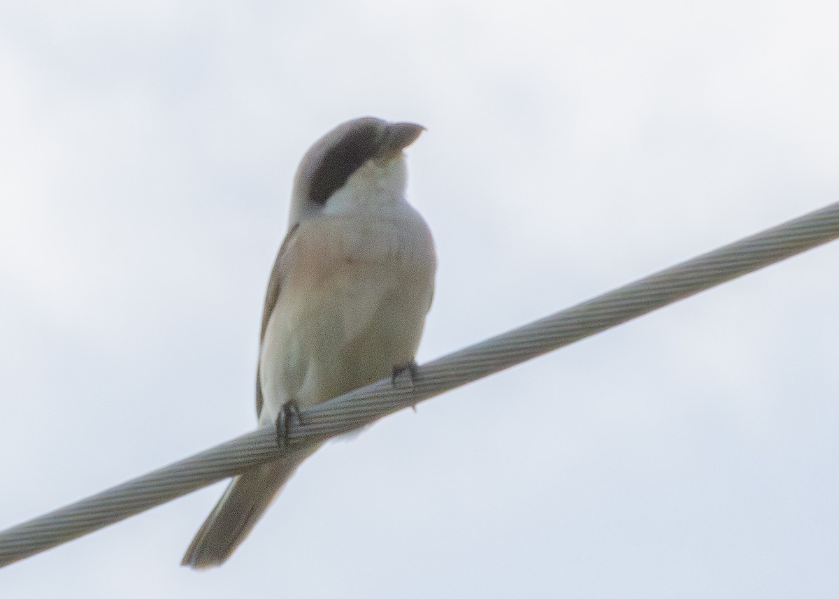 Lesser Gray Shrike - ML622090548