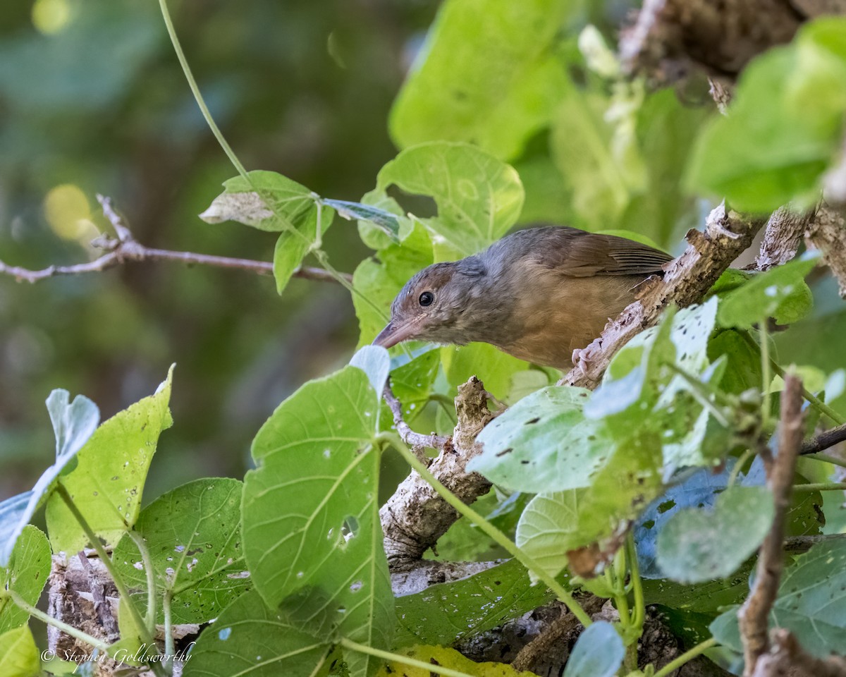 Rufous Shrikethrush - ML622090549