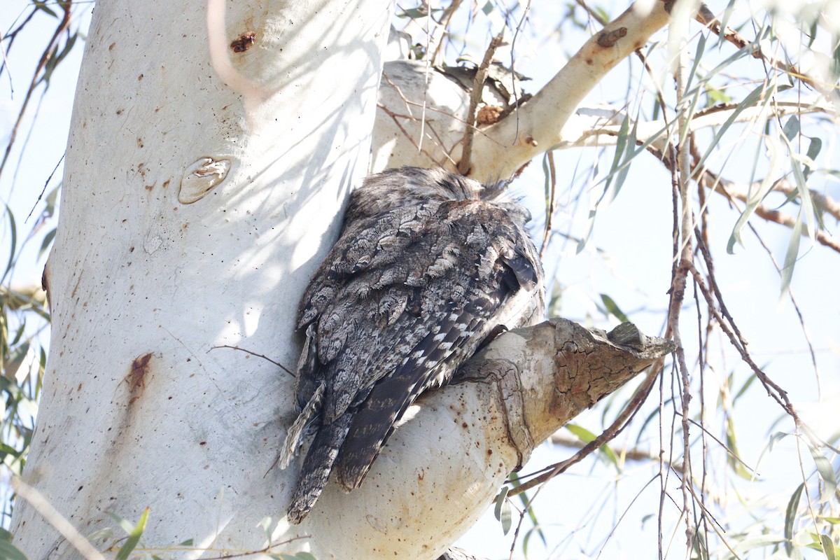 Tawny Frogmouth - ML622090550