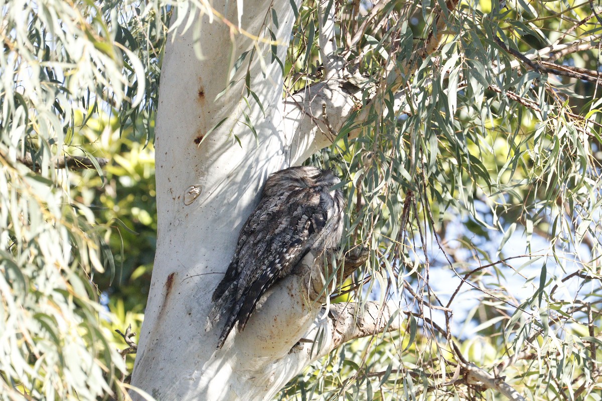 Tawny Frogmouth - ML622090551