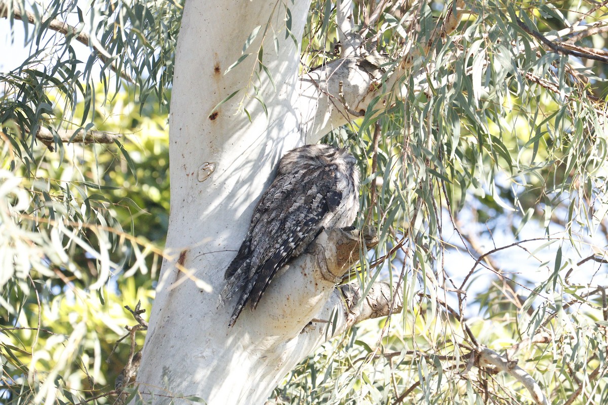 Tawny Frogmouth - ML622090552