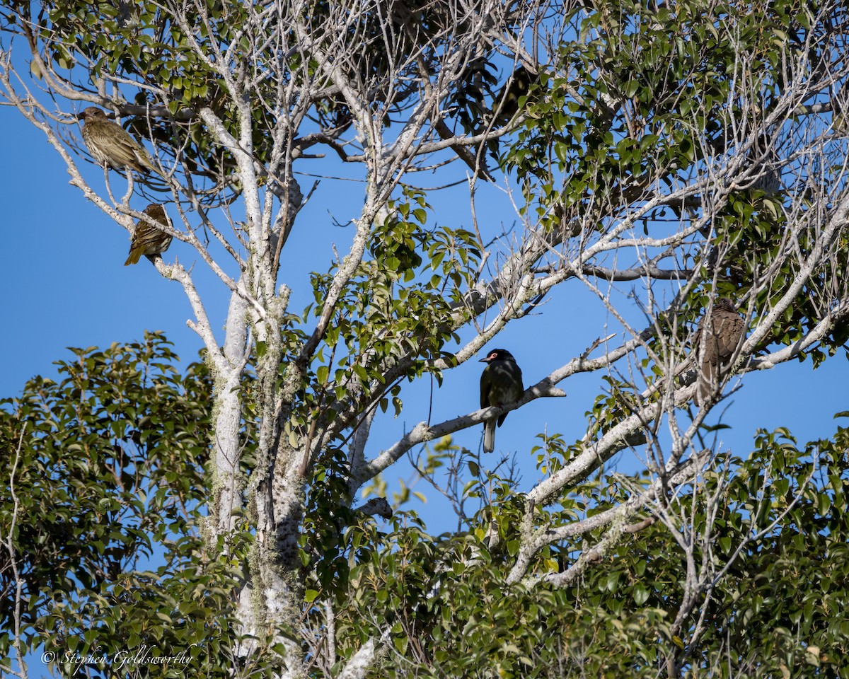 Australasian Figbird - ML622090553