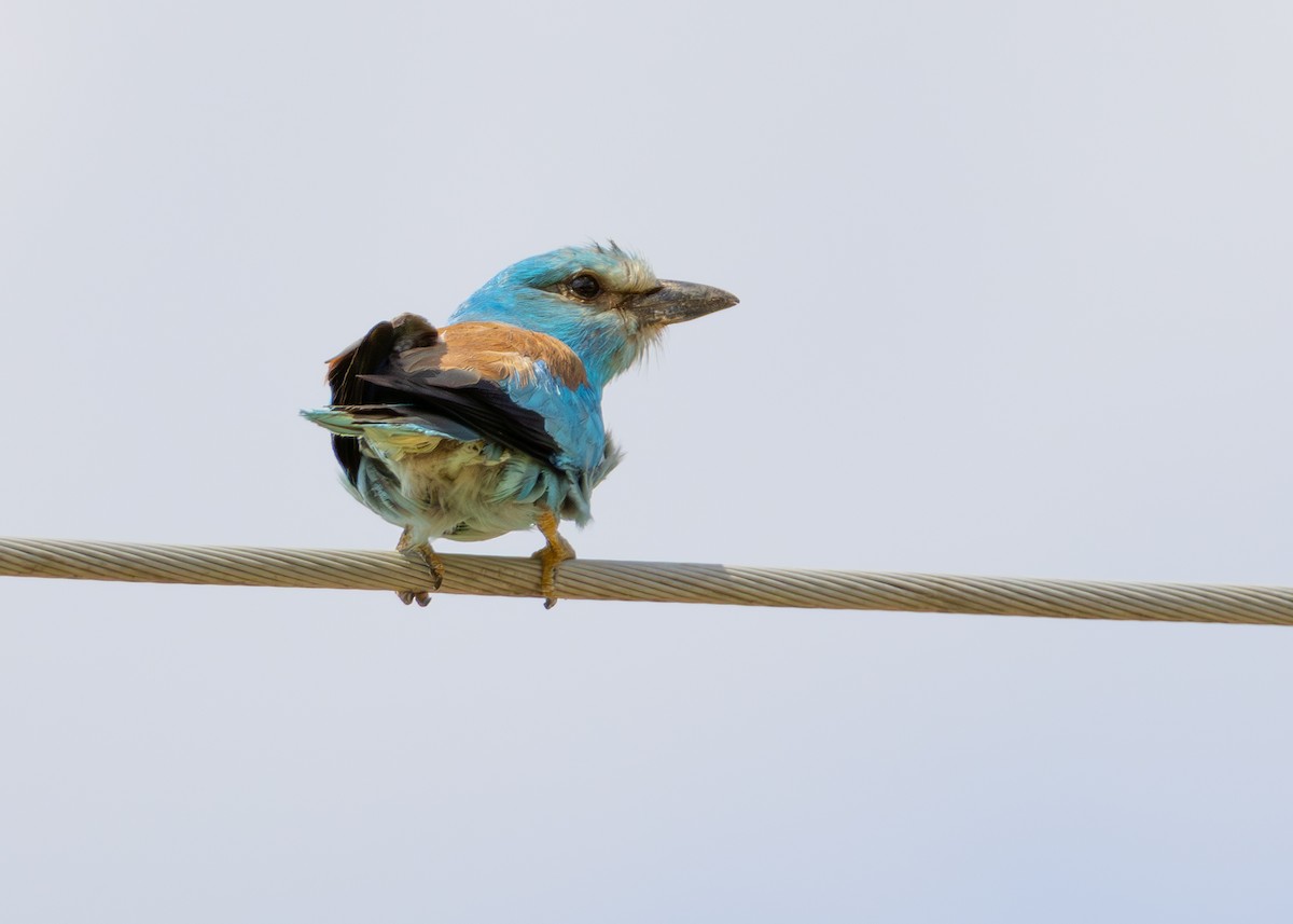 European Roller - Toby Carter