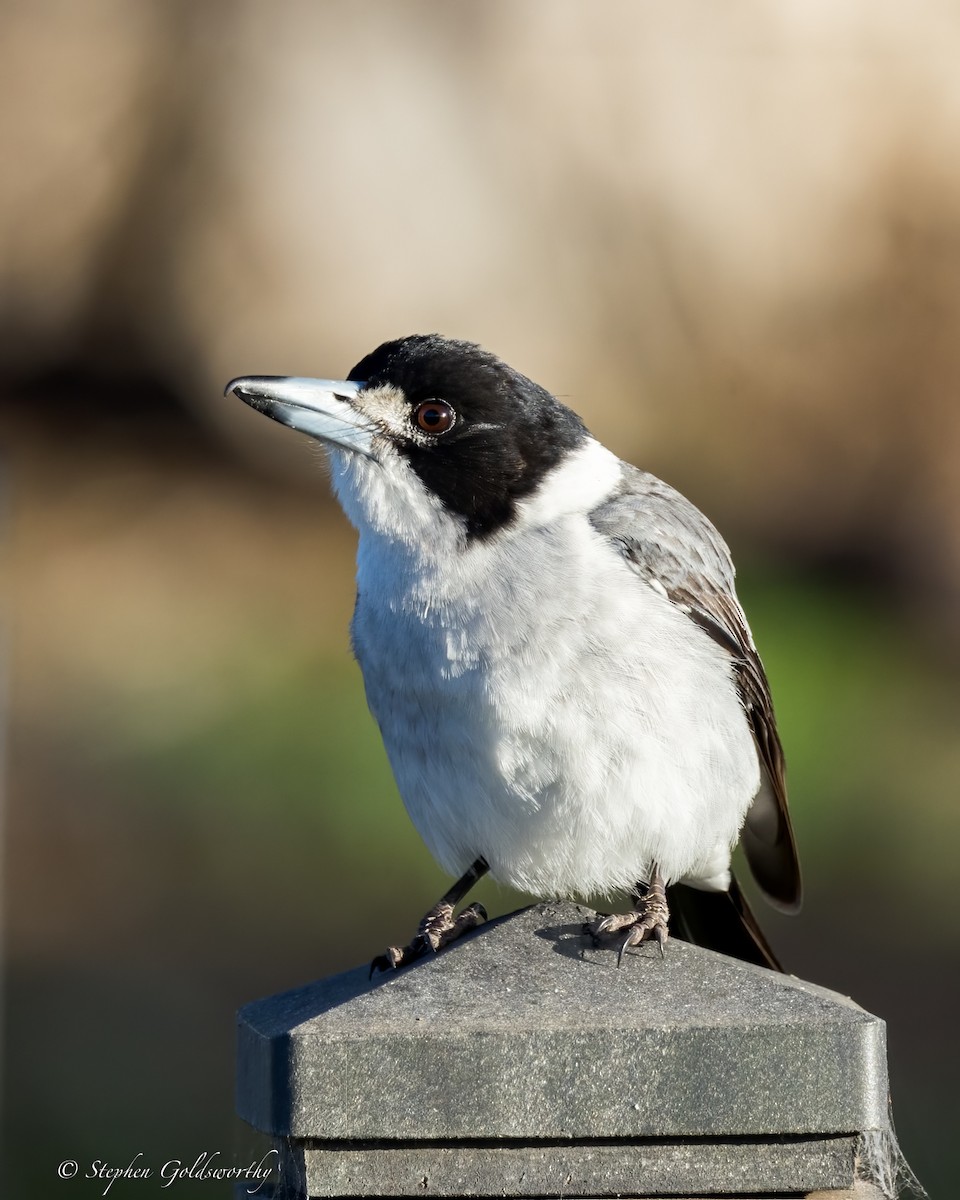 Gray Butcherbird - ML622090557