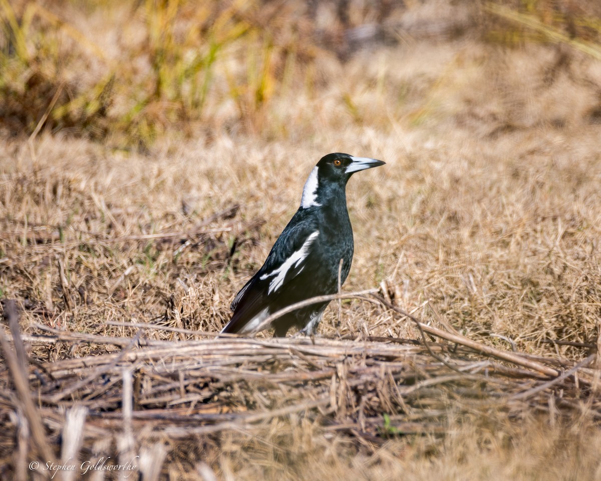 Australian Magpie - ML622090558