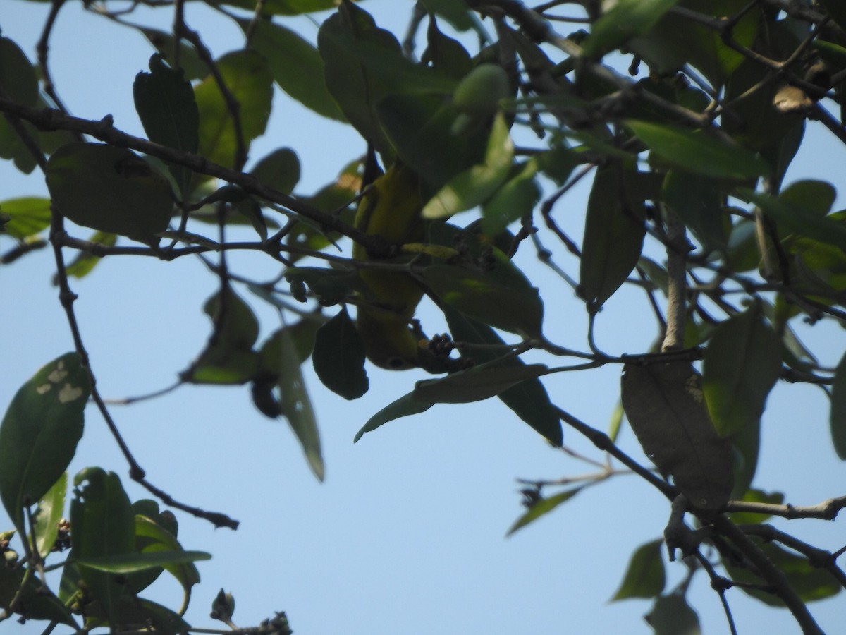 Lemon-bellied White-eye - ML622090586