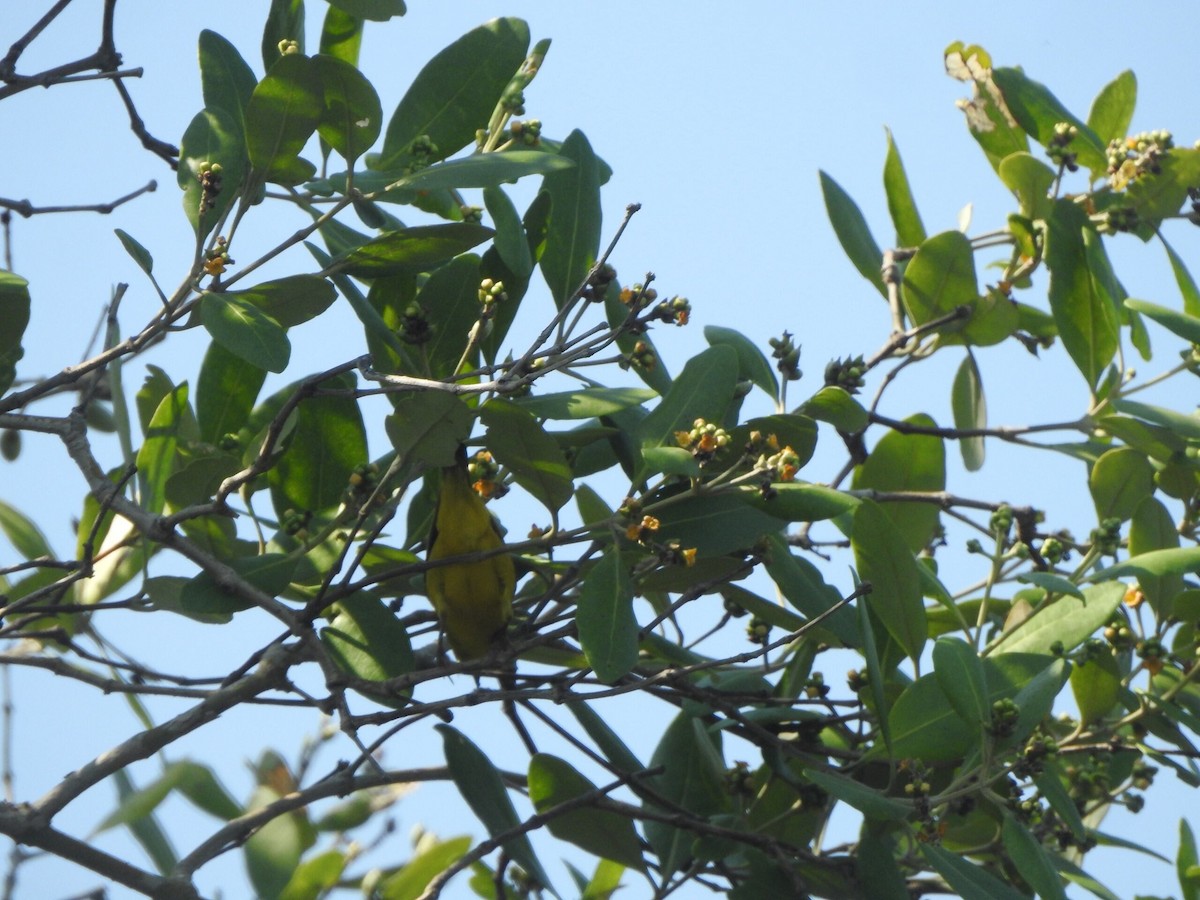 Zostérops à ventre citron - ML622090590