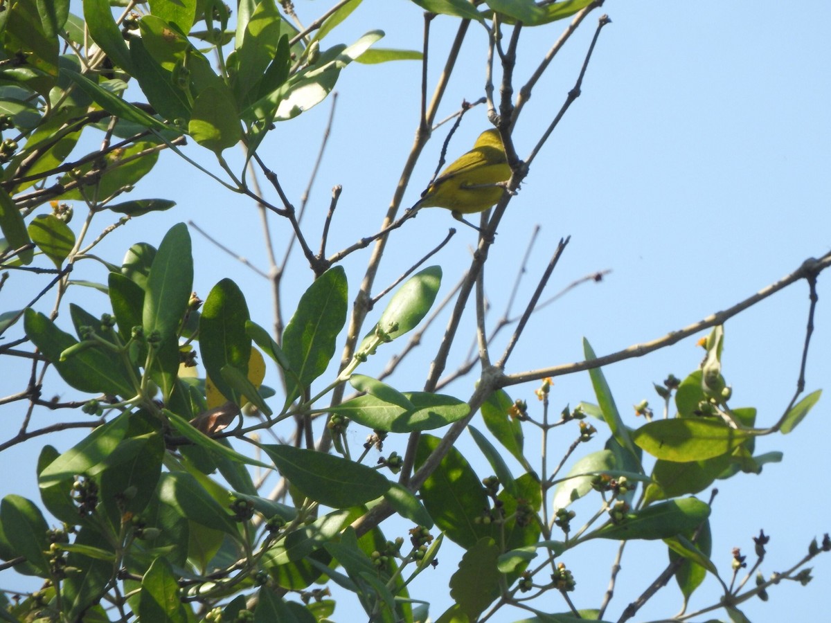 Zostérops à ventre citron - ML622090591