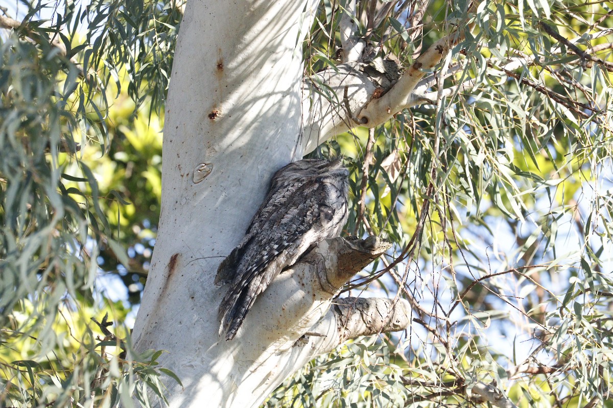 Tawny Frogmouth - ML622090603