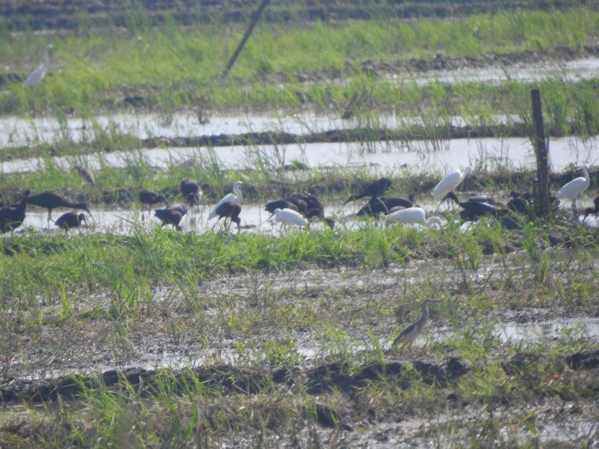 Glossy Ibis - ML622090604