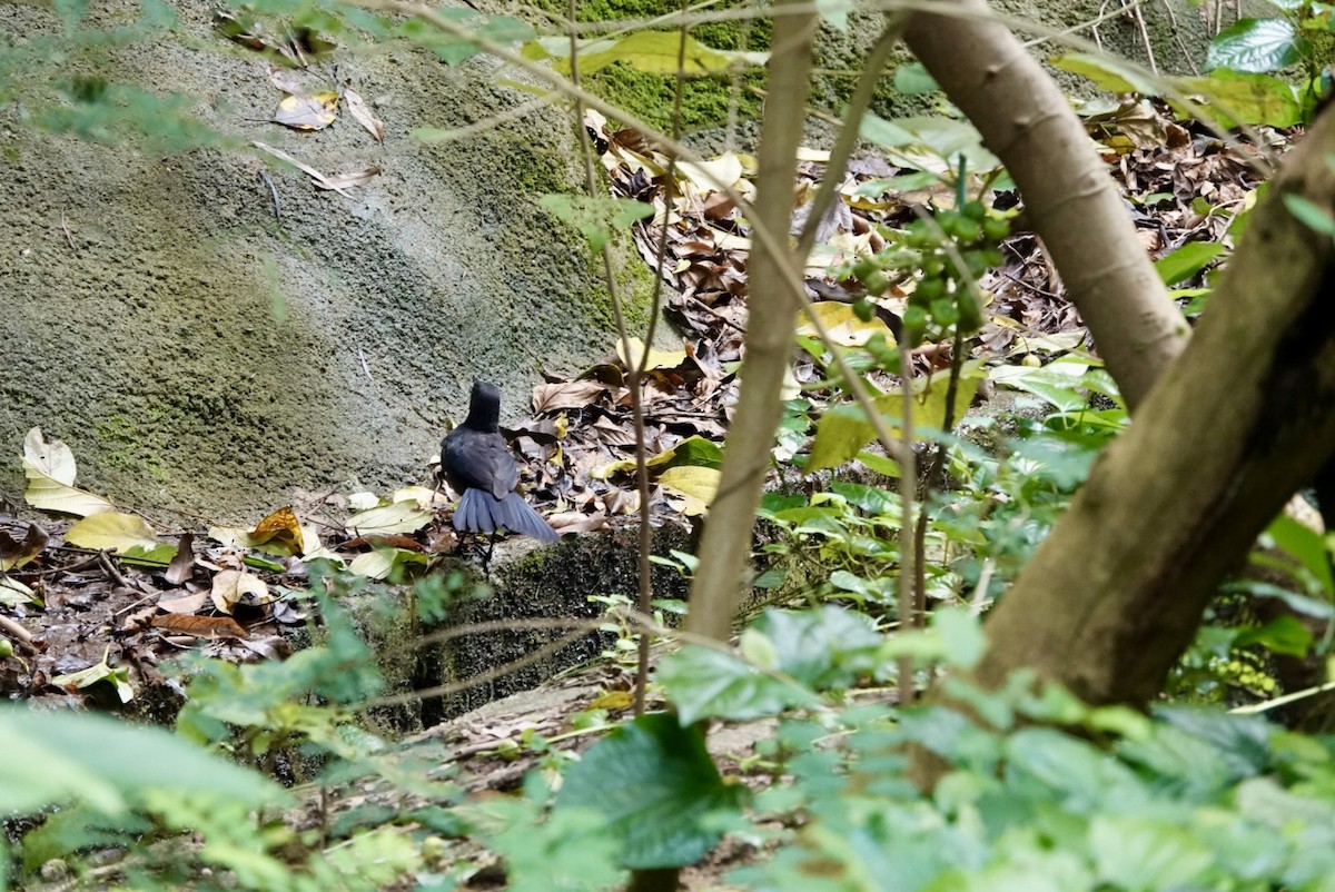 Blue Whistling-Thrush (Black-billed) - ML622090606