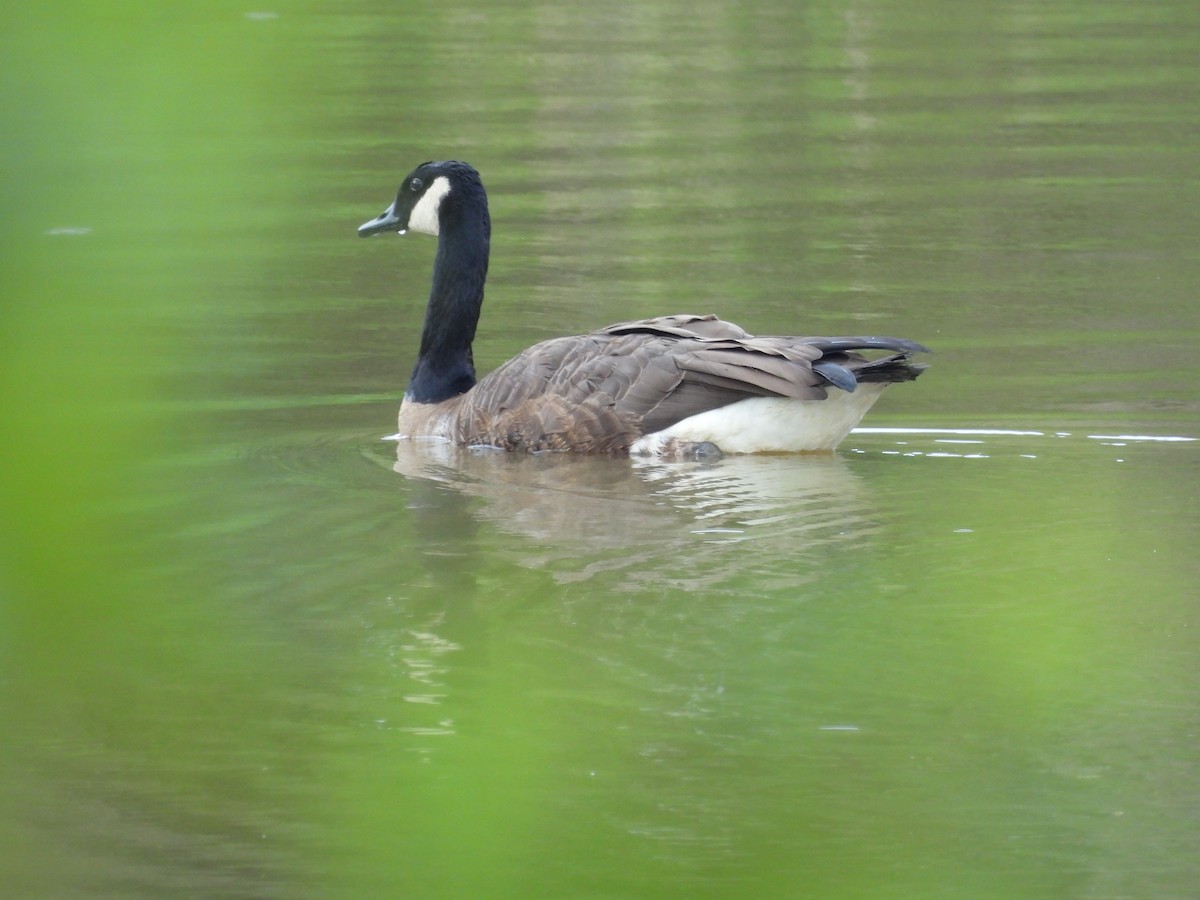 Canada Goose - ML622090607