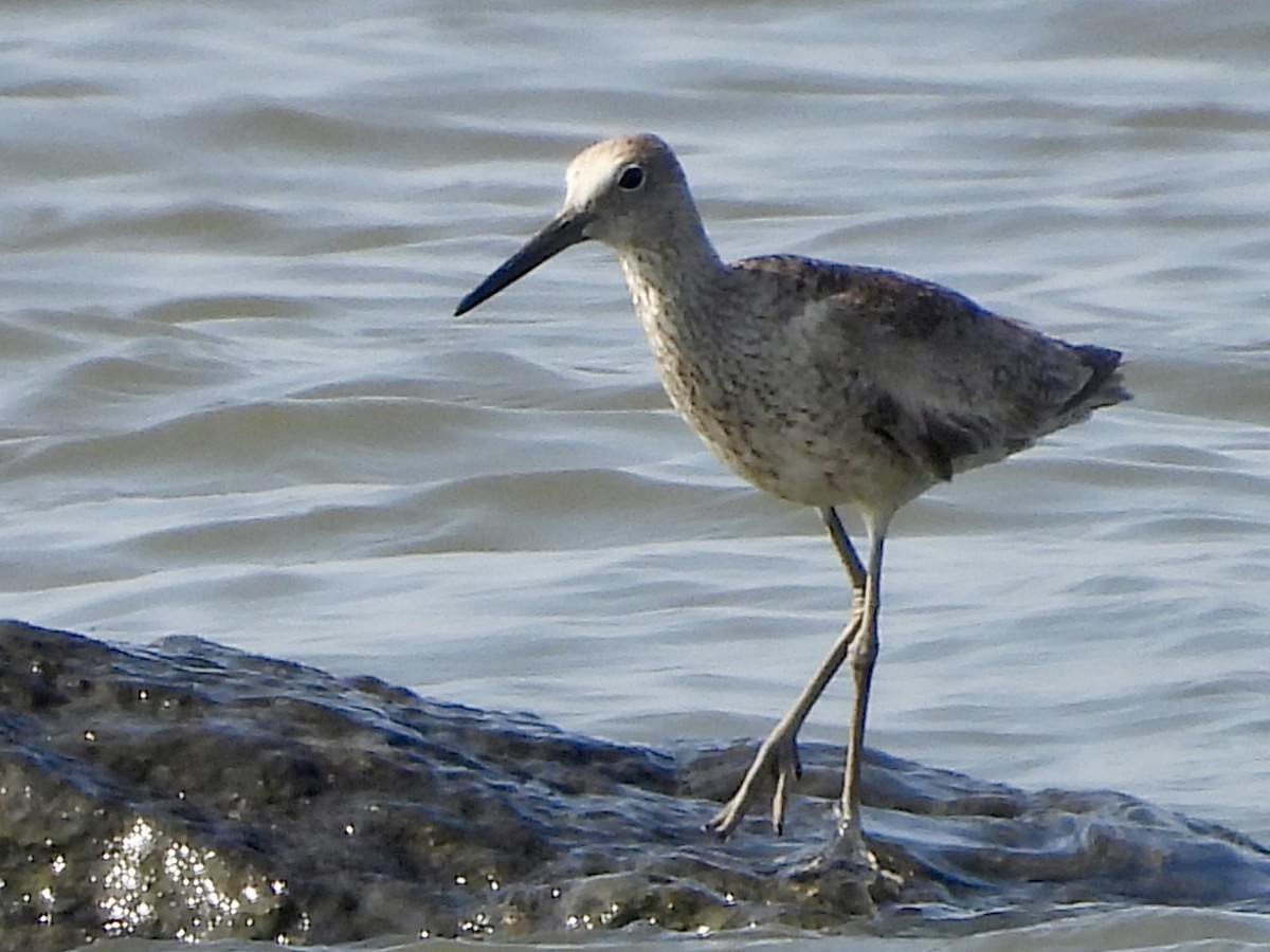 Willet - ML622090608